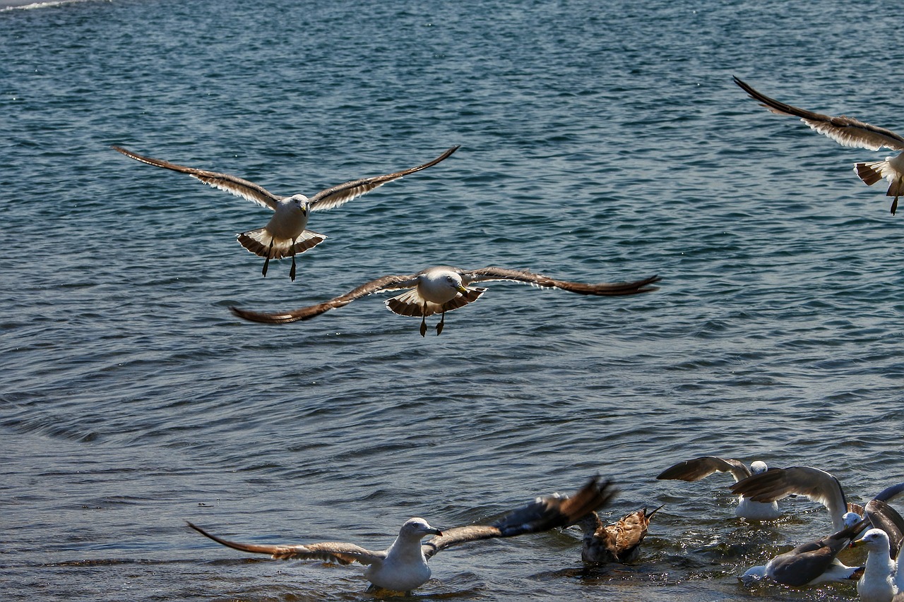 animal sea beach free photo