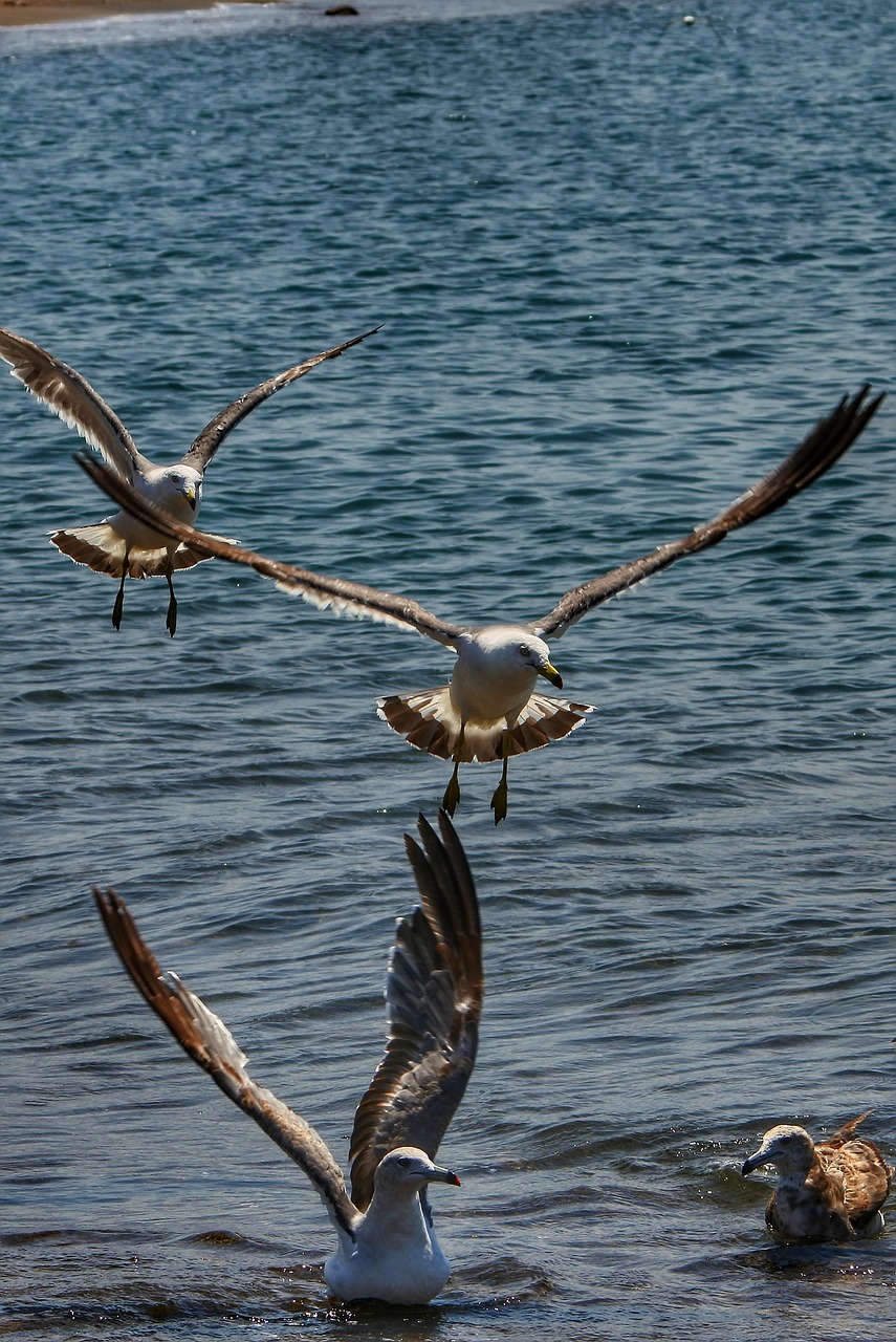 animal sea beach free photo