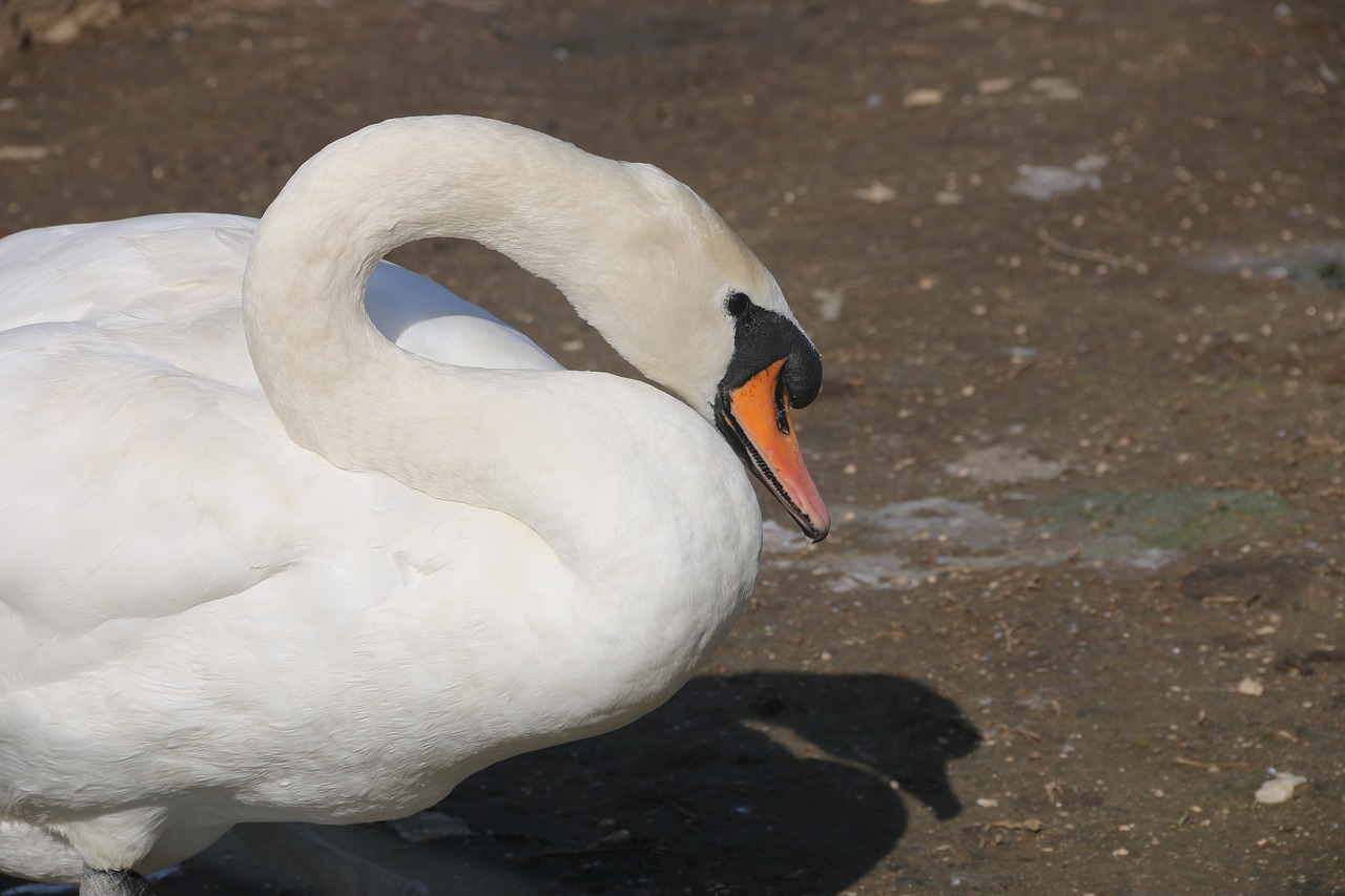 animal bird nature free photo