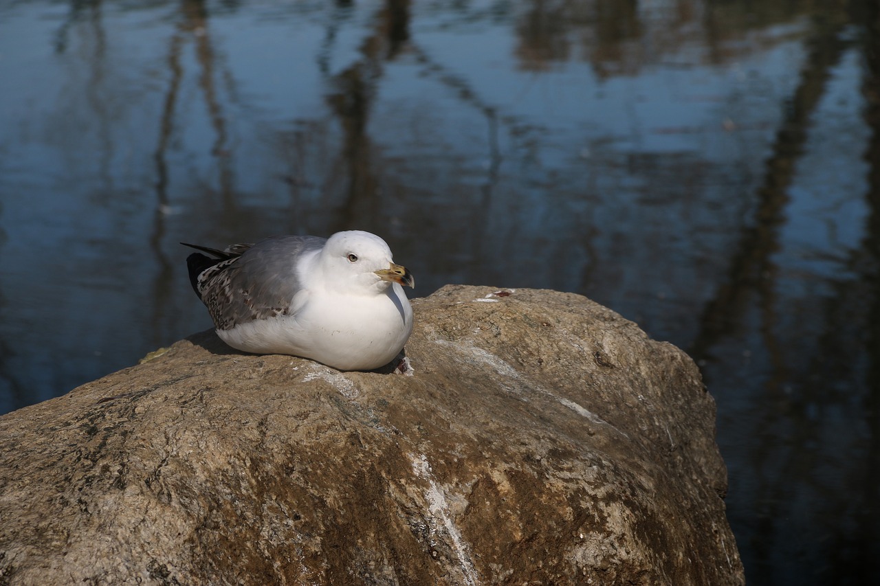 animal bird nature free photo