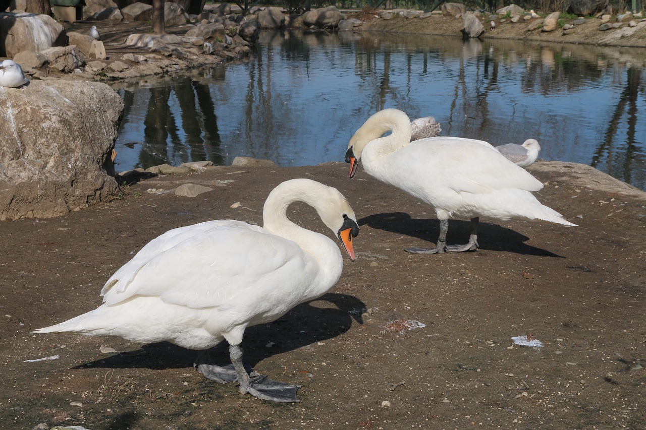 animal bird nature free photo