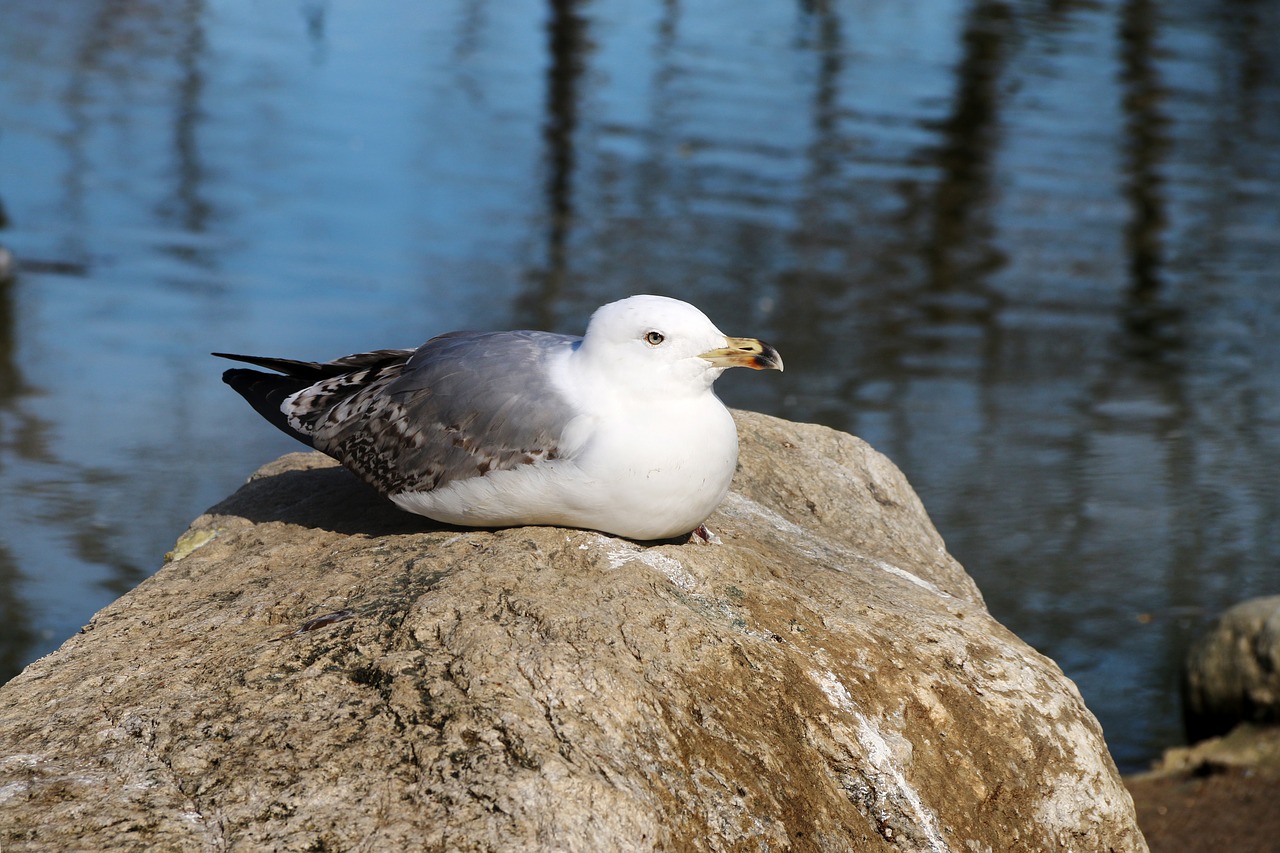 animal bird nature free photo