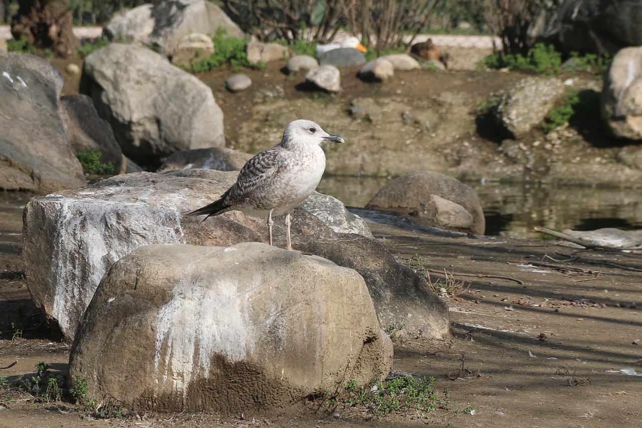 animal bird nature free photo