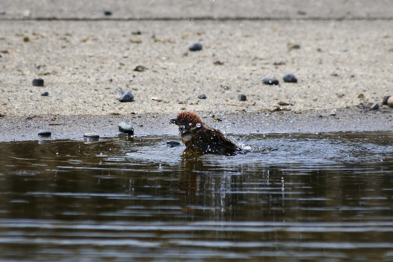 animal little bird sparrow free photo