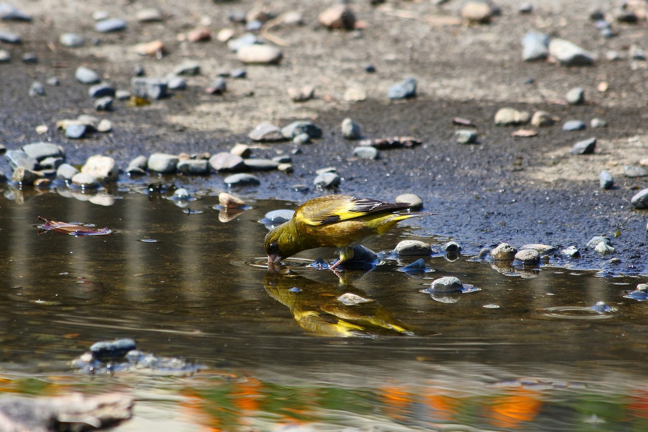 animal little bird greenfinch free photo