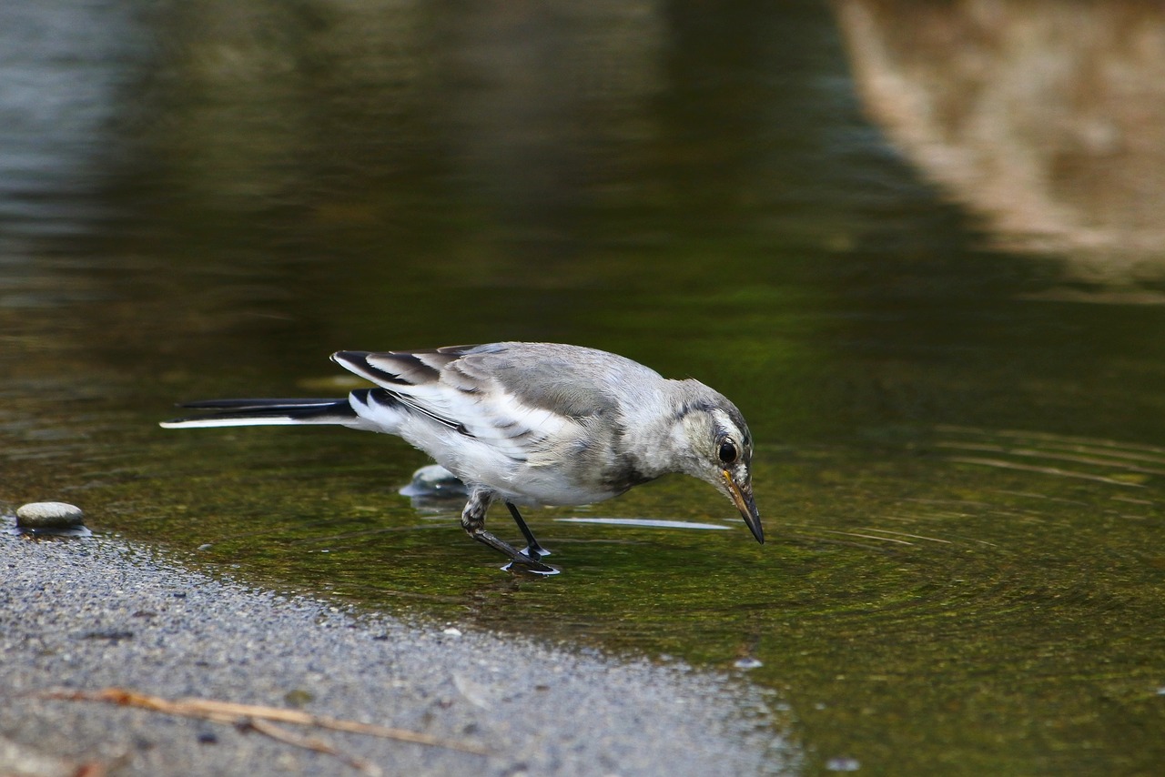 animal little bird high security level free photo