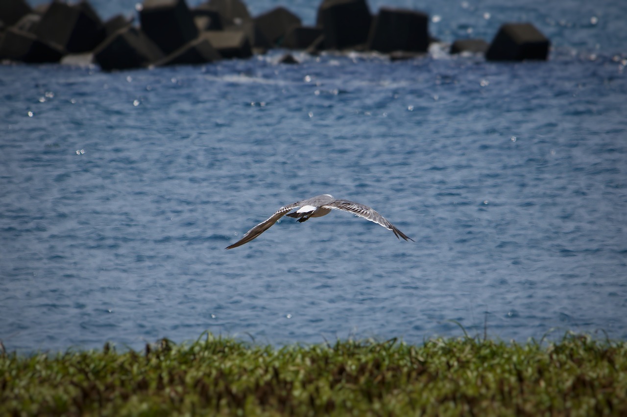 animal sea beach free photo