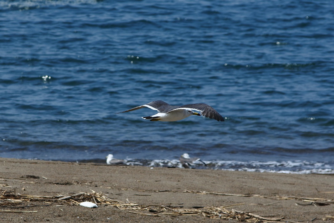 animal sea beach free photo