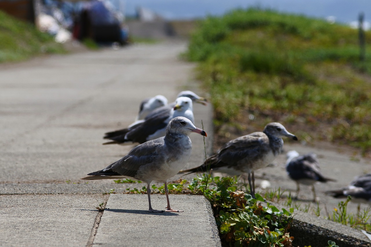 animal sea beach free photo