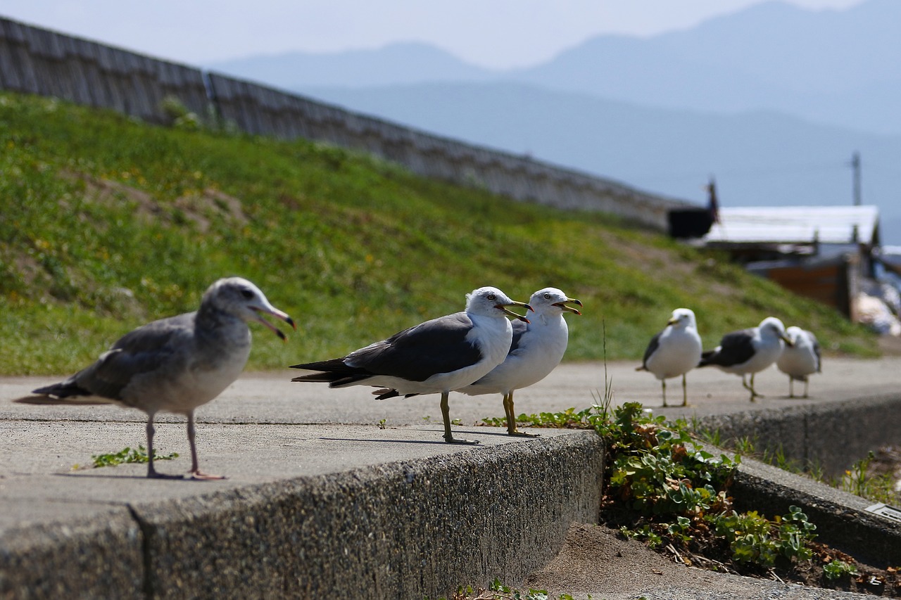 animal sea beach free photo