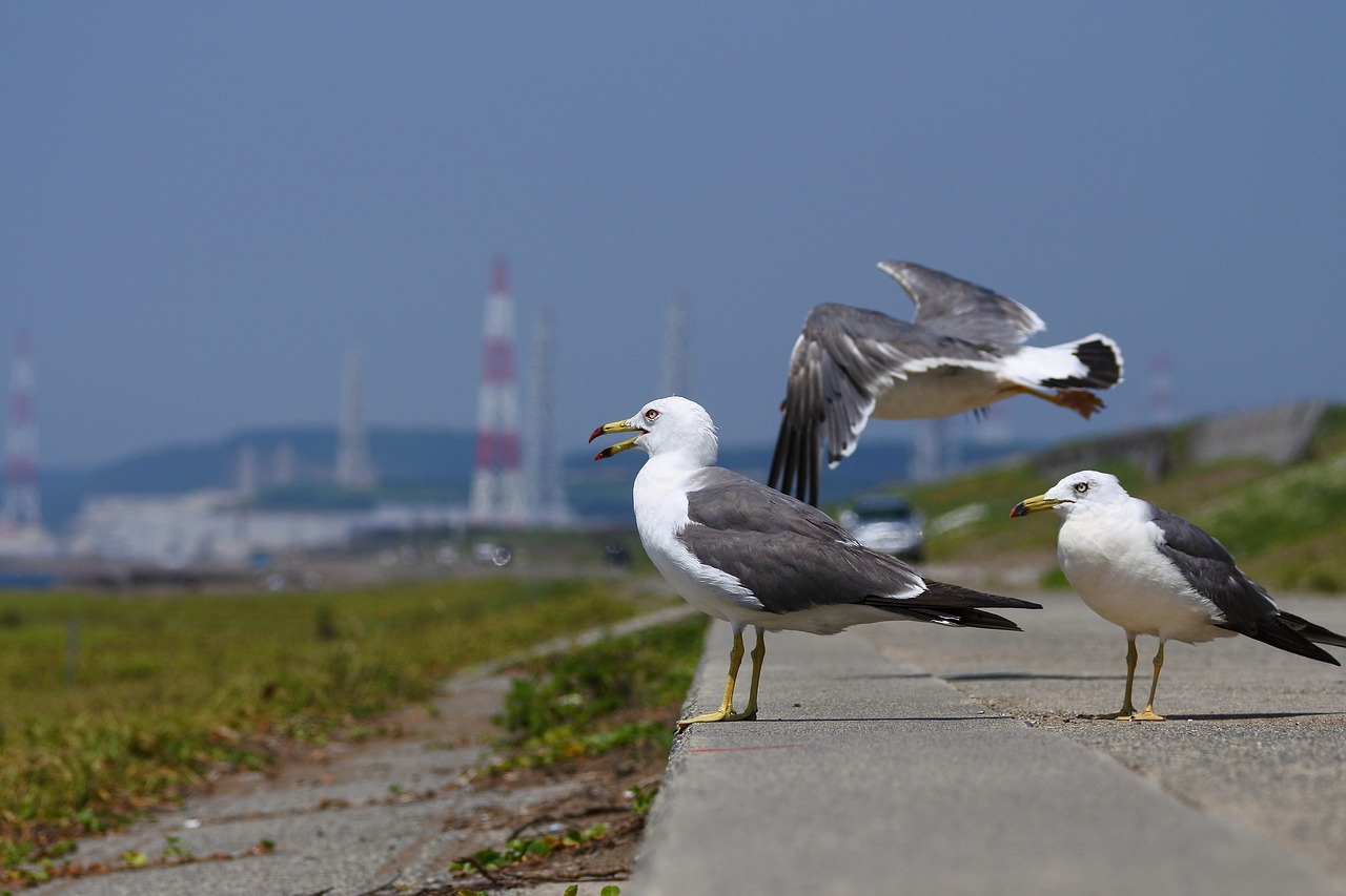 animal sea beach free photo