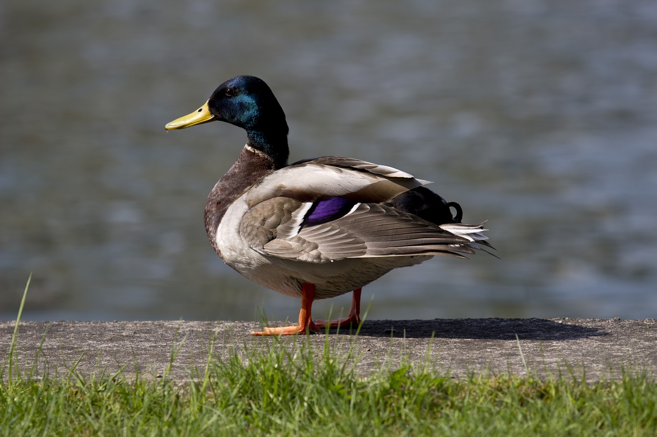 animal duck water free photo