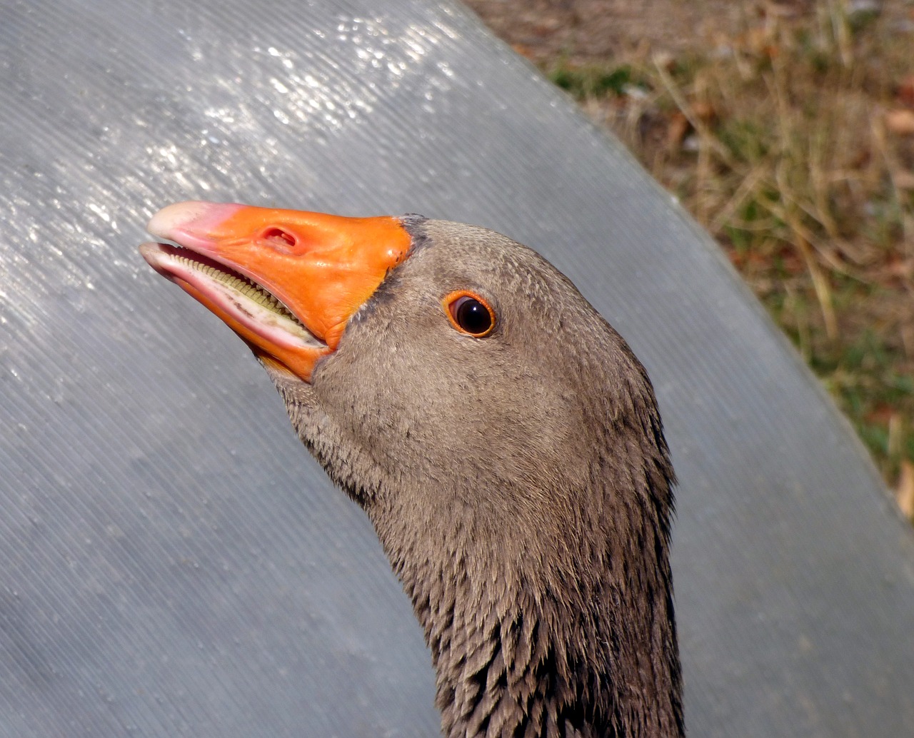 animal goose nature free photo