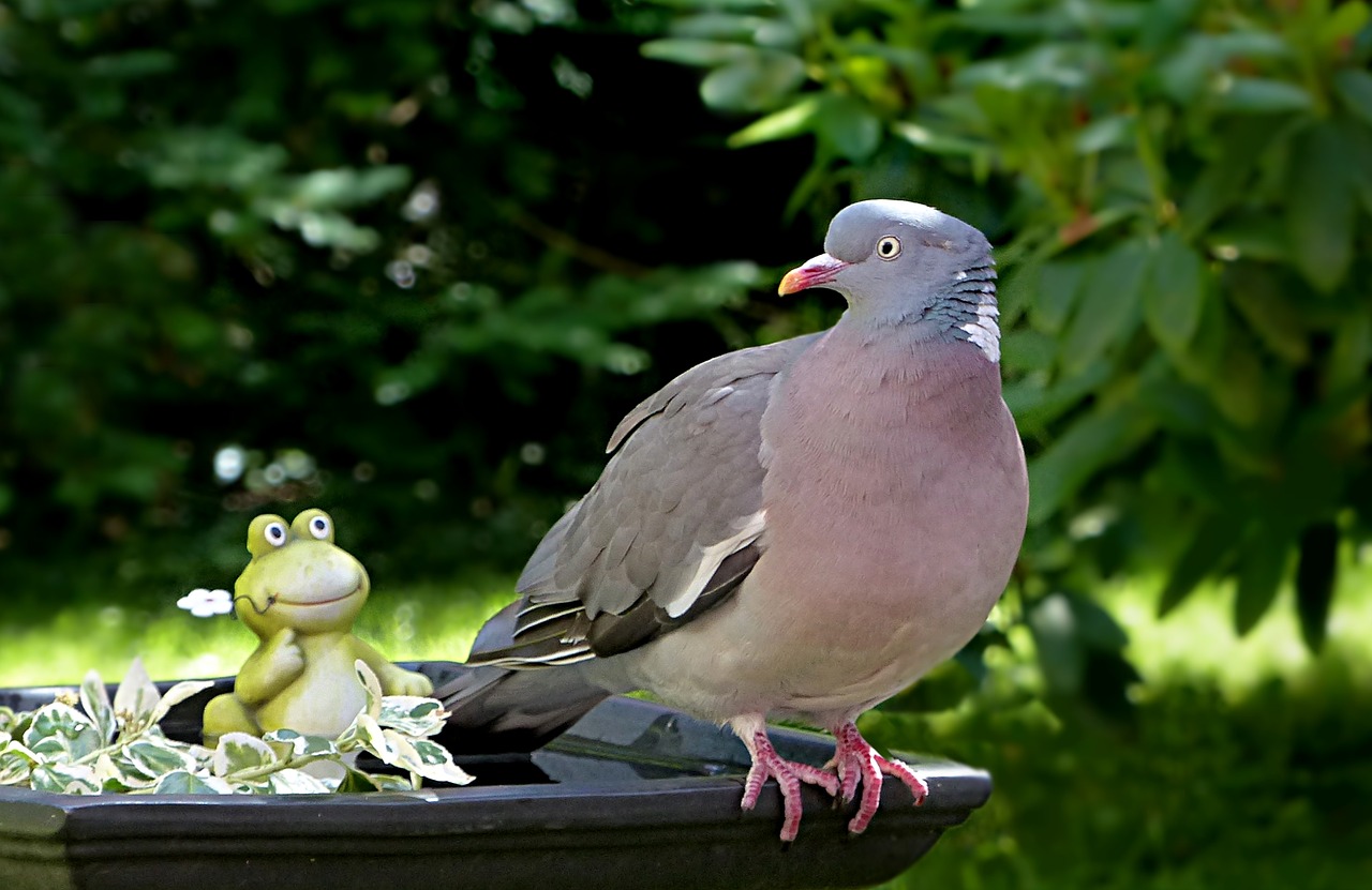 animal bird dove free photo