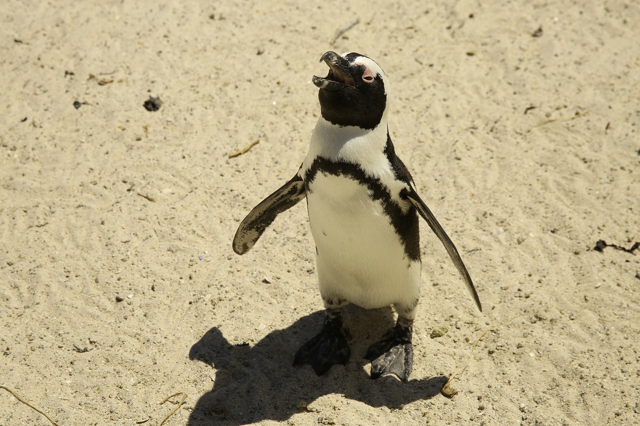 animal penguin south pole free photo