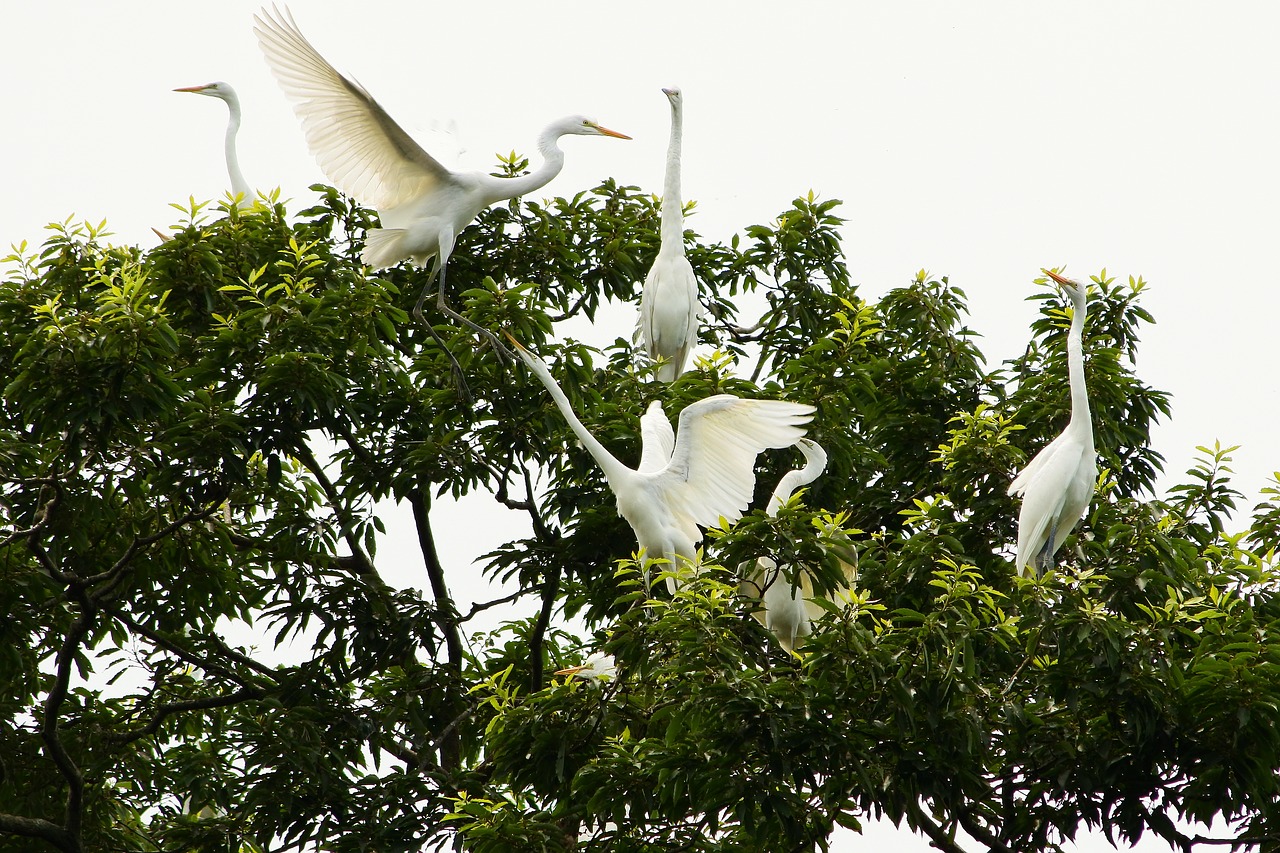 animal wood wild birds free photo