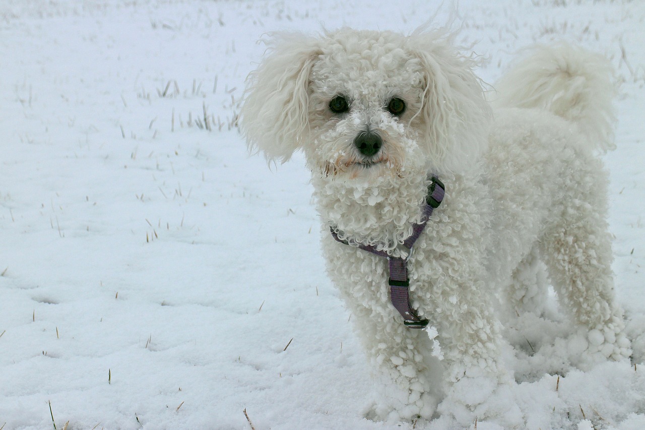 animal dog snow free photo