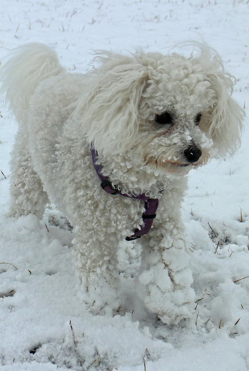 animal dog snow free photo