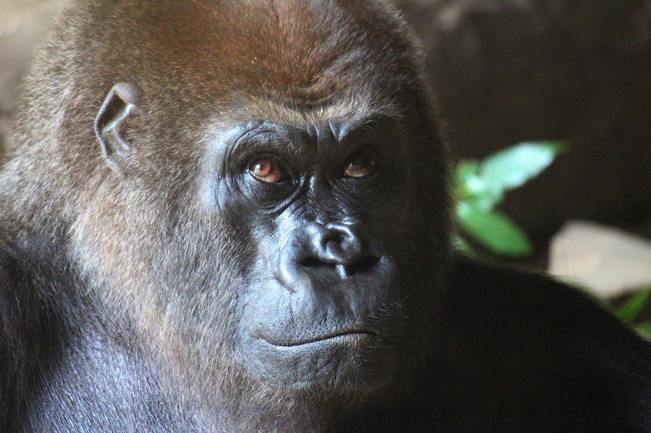 animal gorilla zoo free photo
