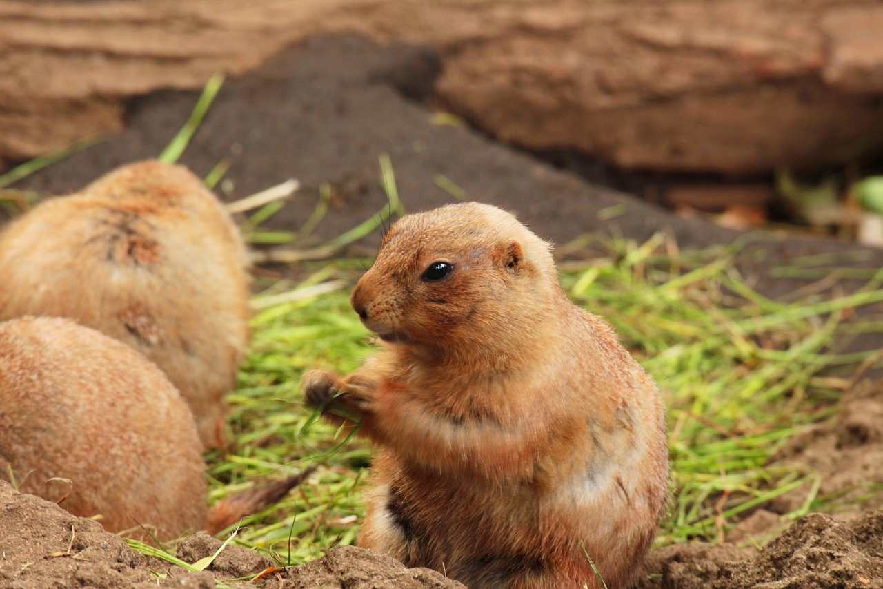 animal prairie dog zoo free photo