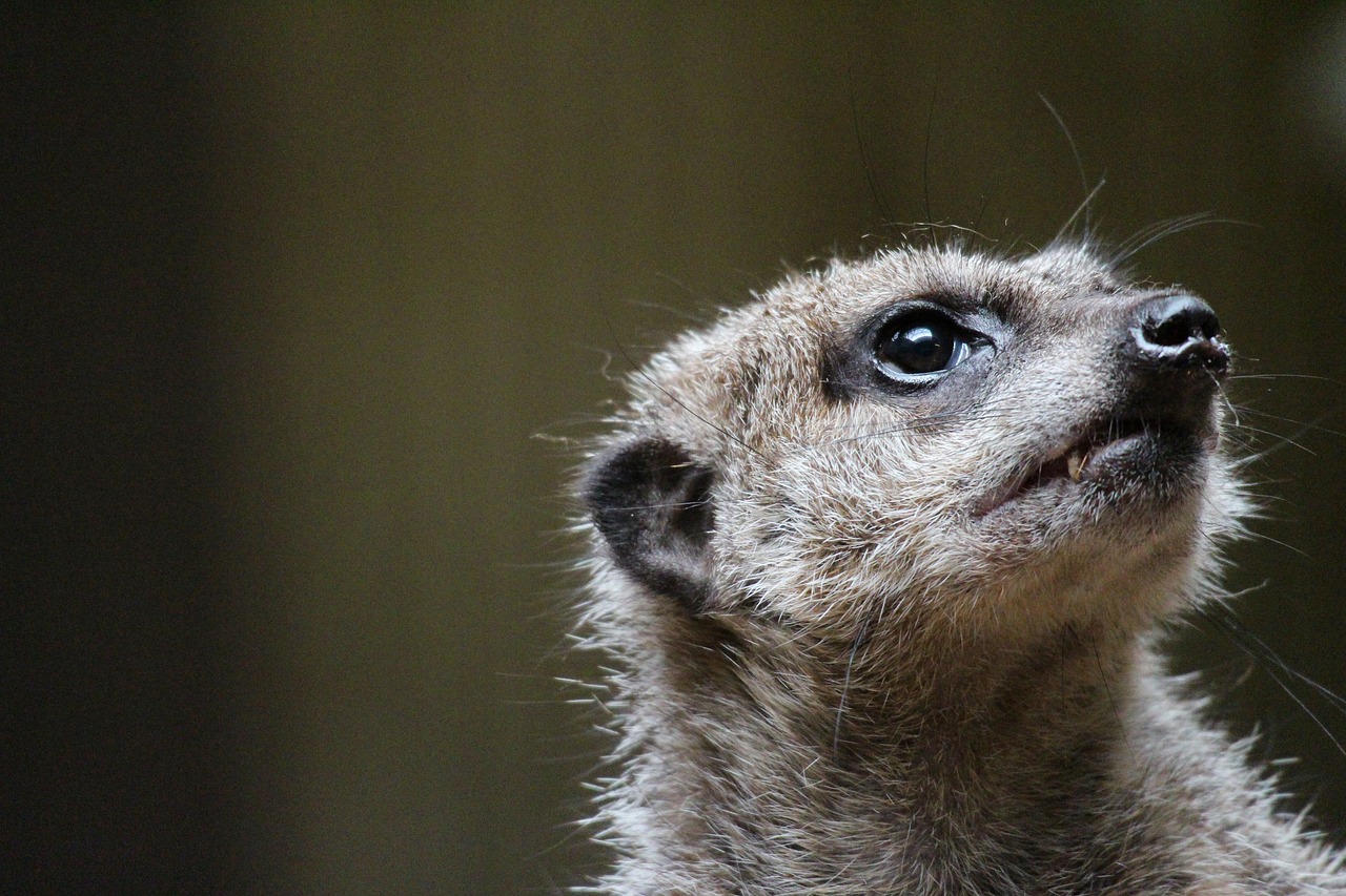 animal meerkat zoo free photo