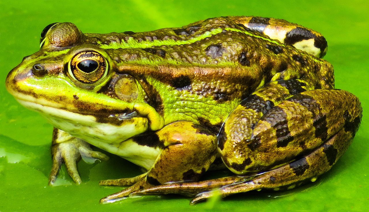 animal frog water free photo