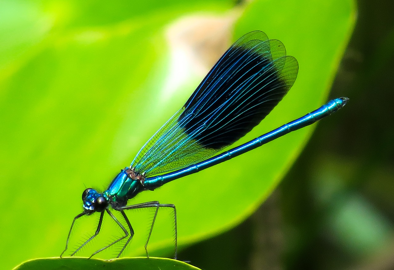 animal dragonfly insect free photo