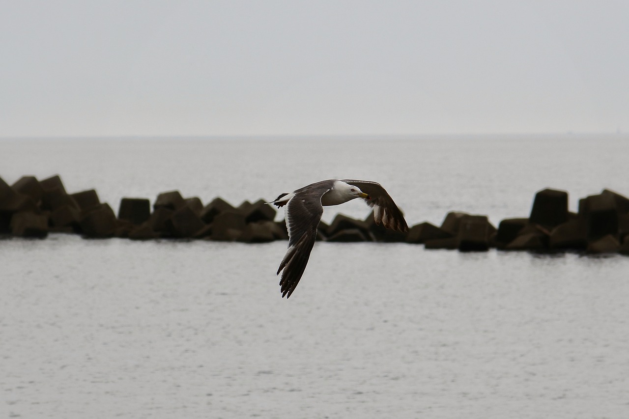 animal sea beach free photo