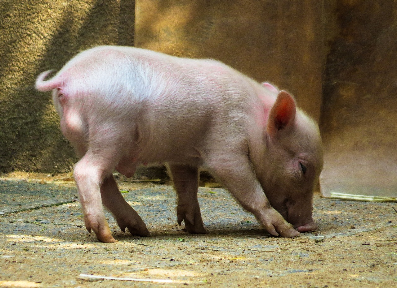 animal pig piglet free photo