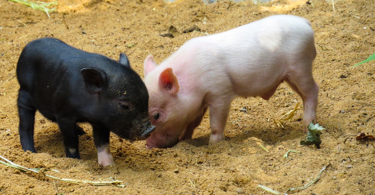 animal pig piglet free photo
