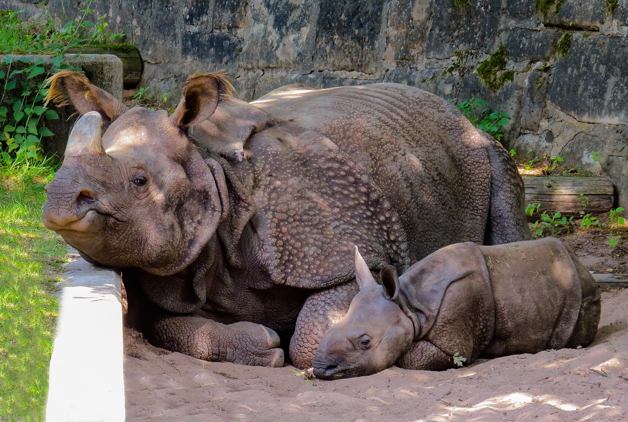 animal rhino pachyderm free photo