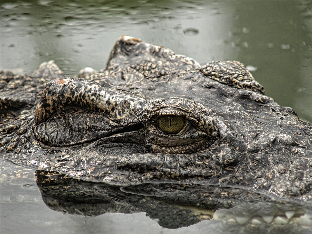 animal reptile crocodile free photo