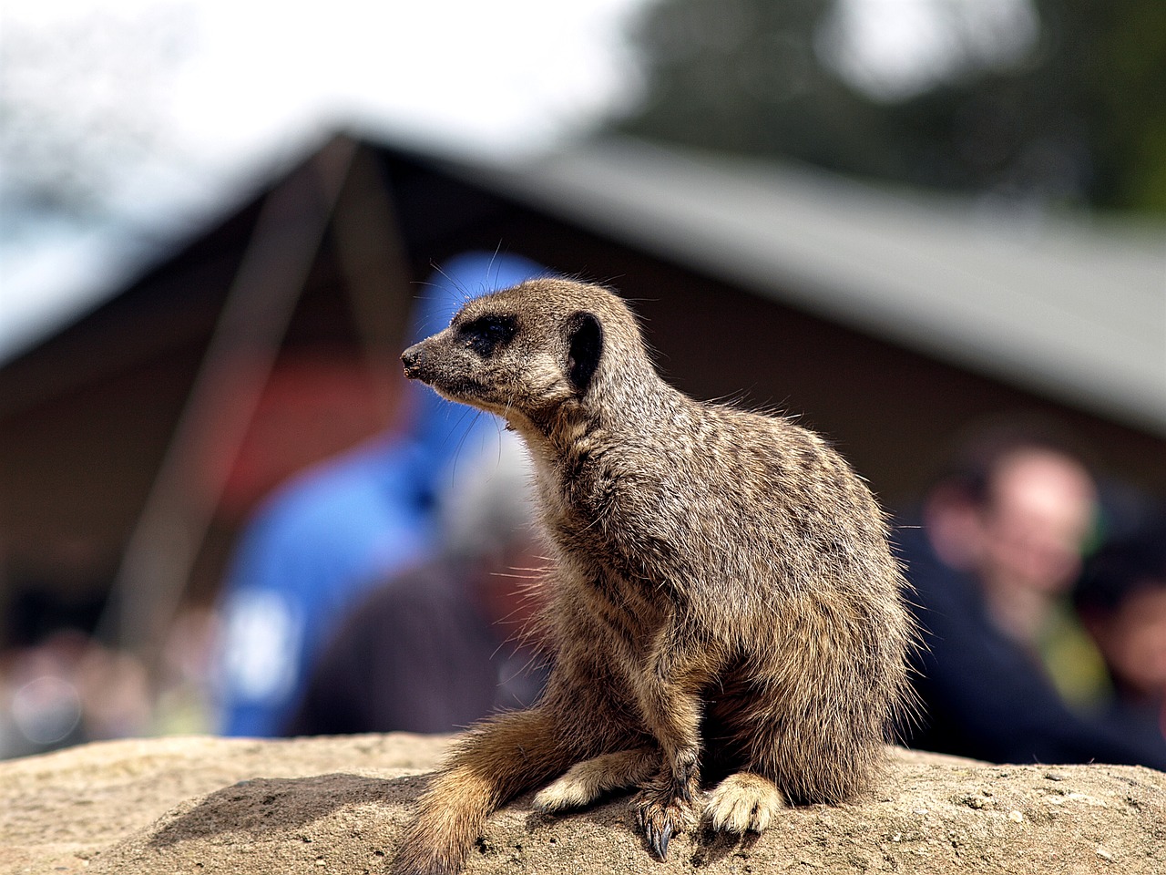 animal meerkat nature free photo