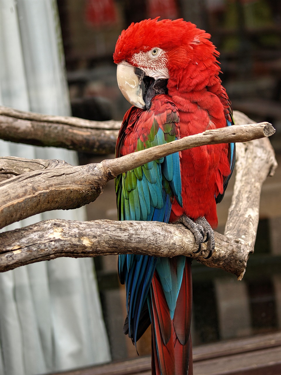 animal red parrot free photo