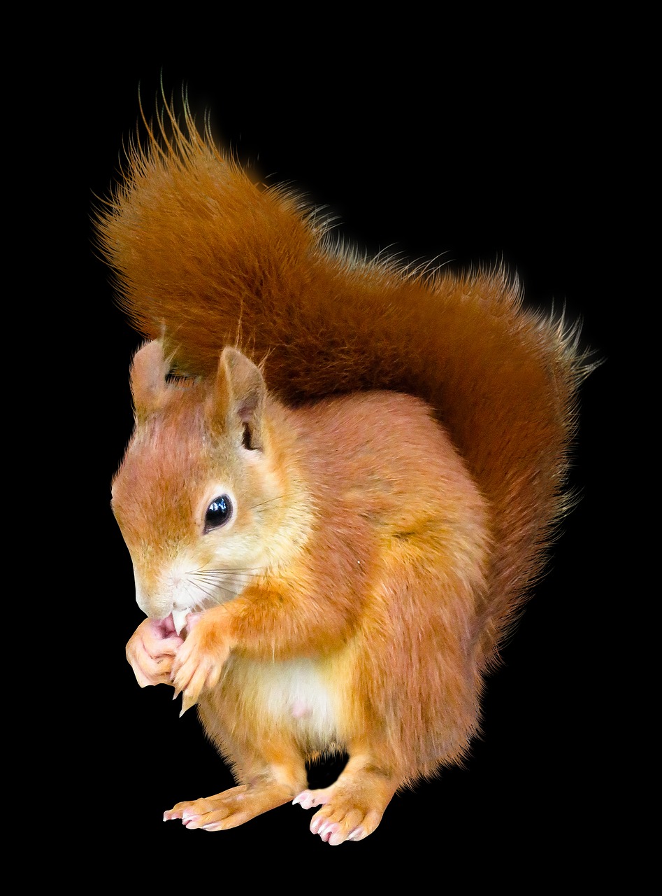 animal squirrel isolated free photo