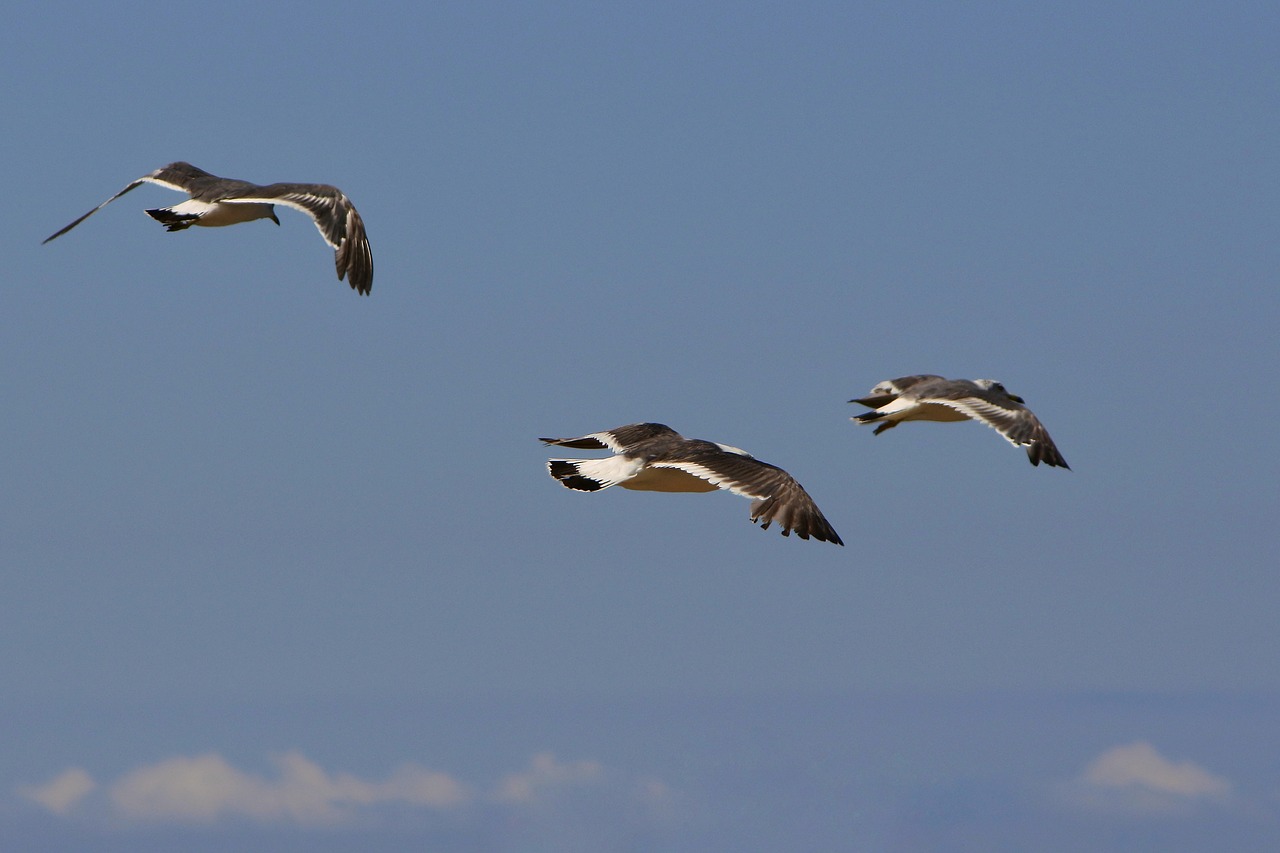 animal sky sea free photo