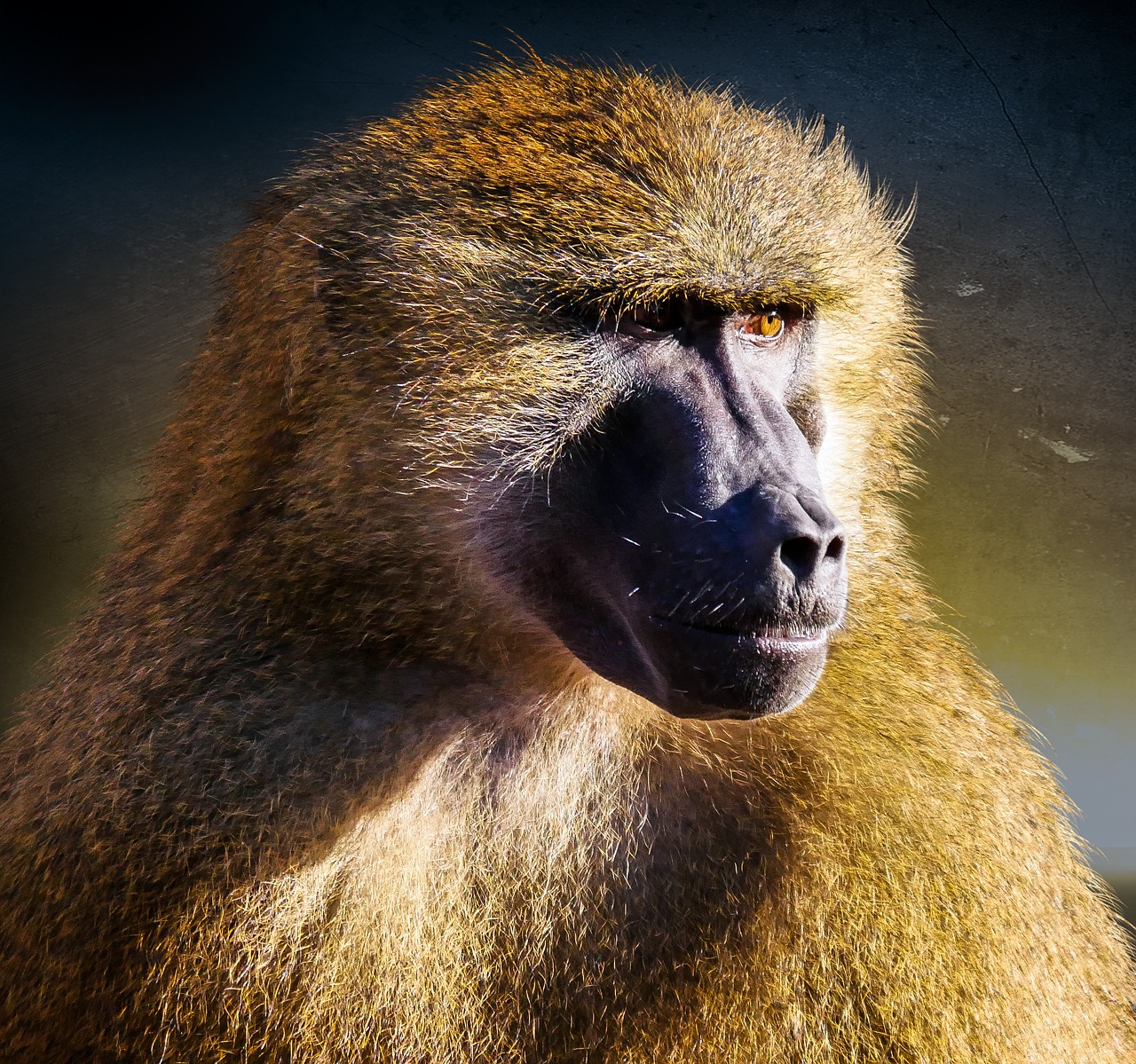 animal monkey baboon free photo