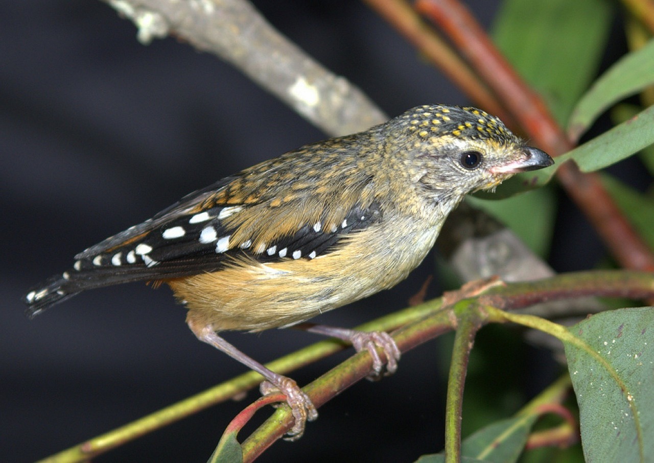 animal birds pardalote free photo