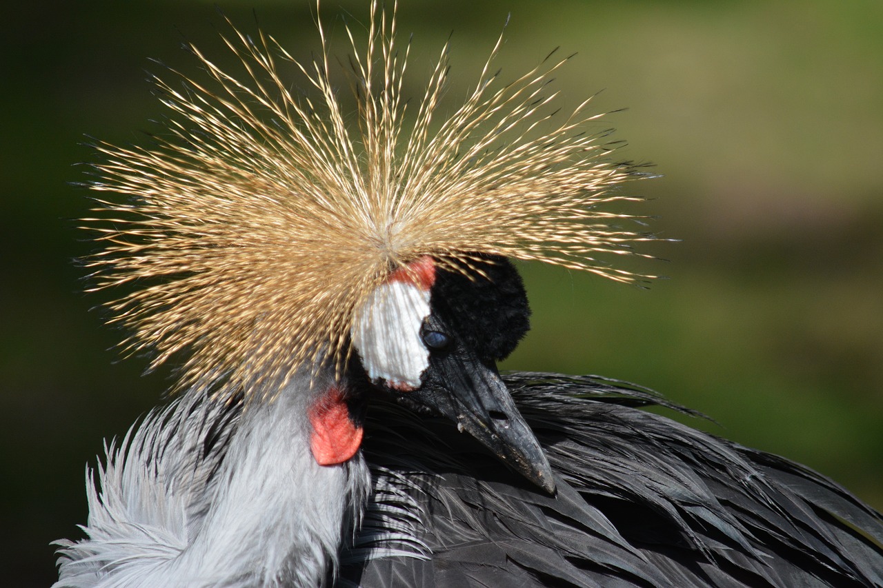 animal bird birds free photo