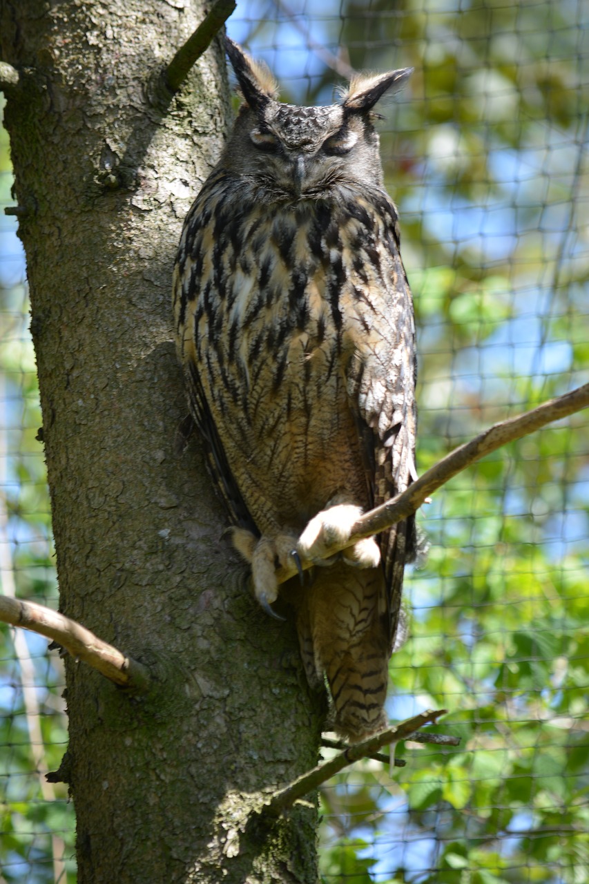 animal raptor falconry free photo