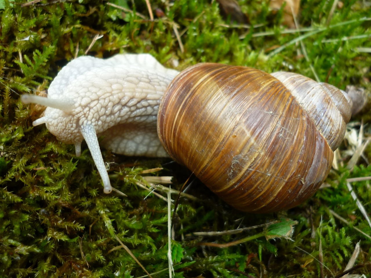 animal snail housing-auger free photo