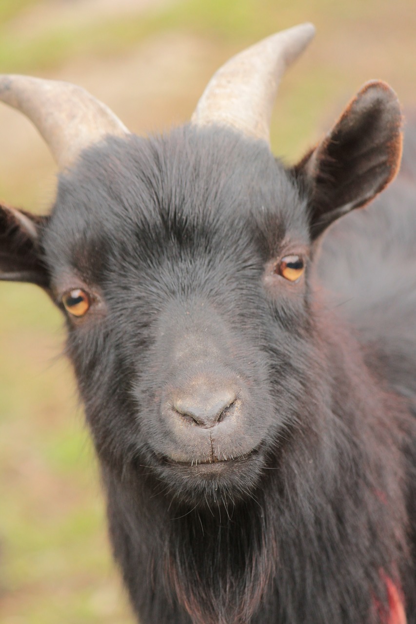 animal head goat free photo