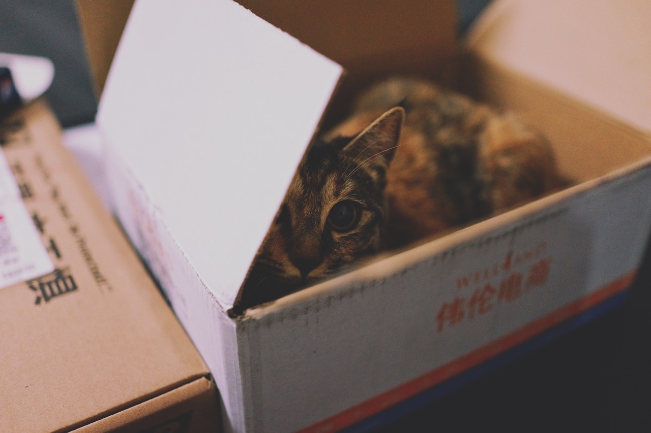 animal cat carton free photo