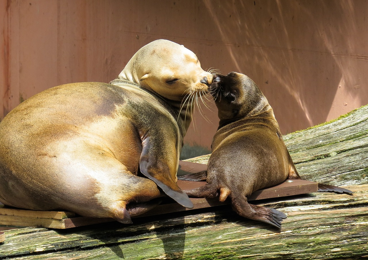 animal sea lion young animal free photo