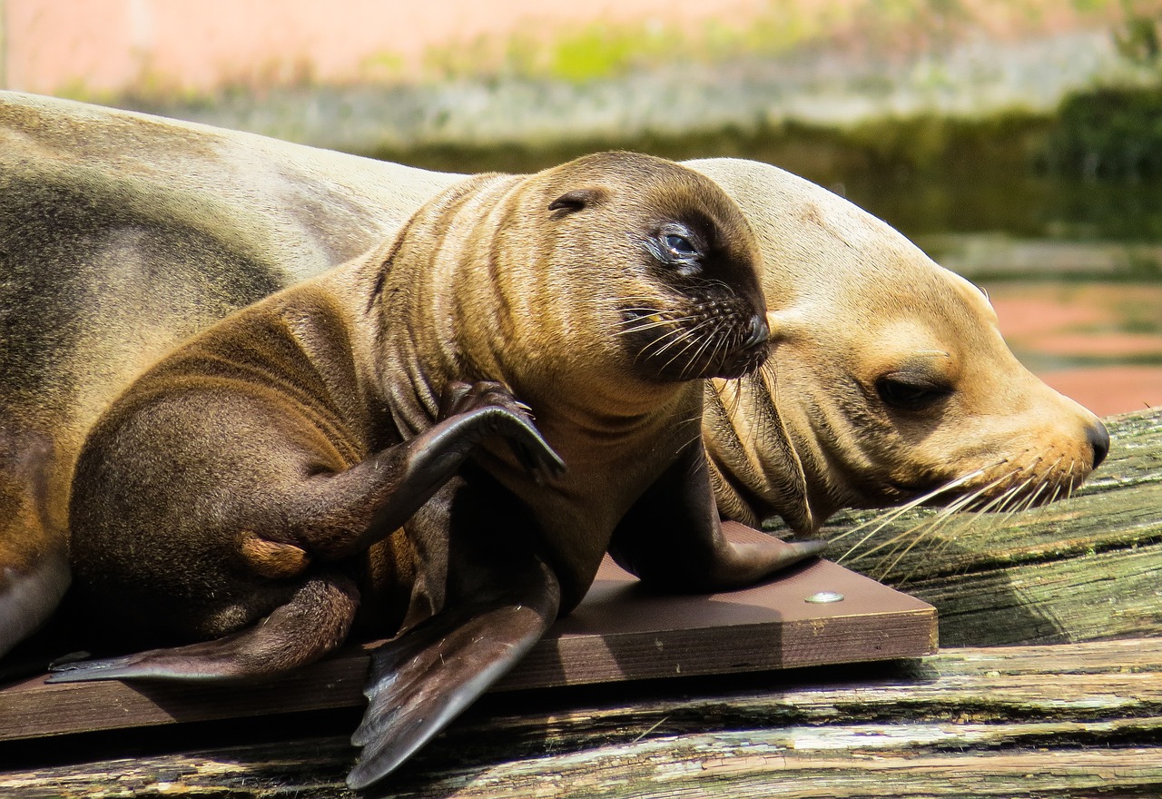 animal sea lion young animal free photo