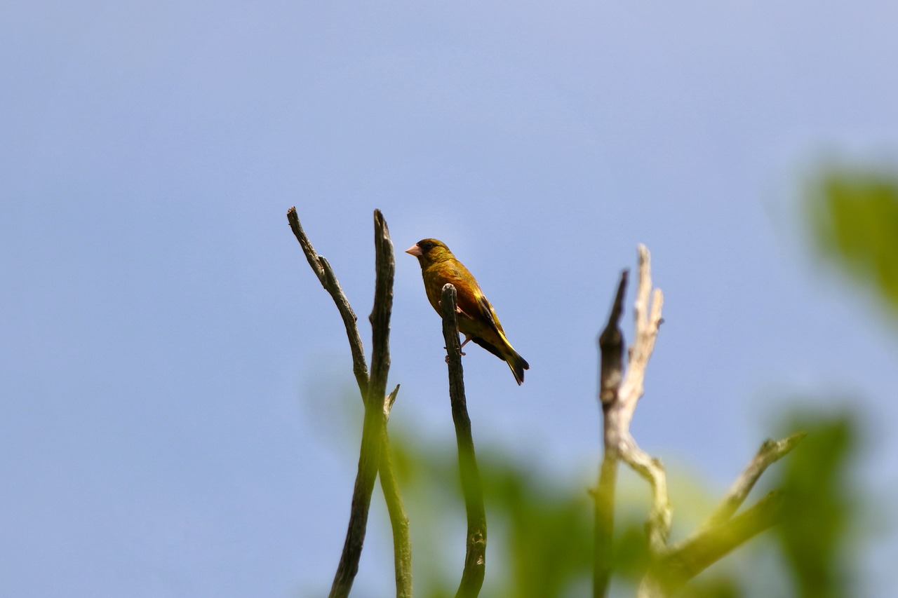 animal wood green free photo