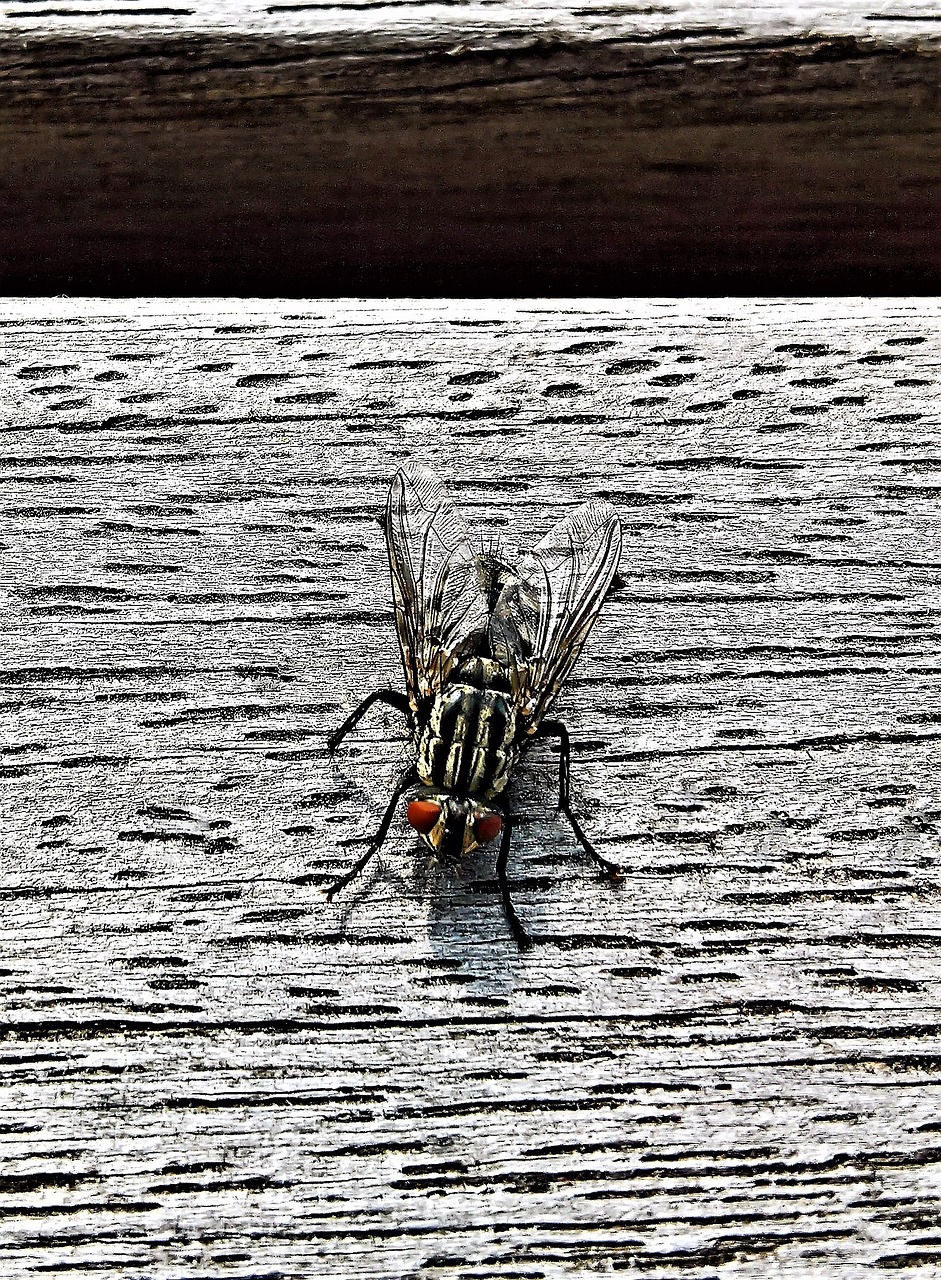 animal fly insect free photo