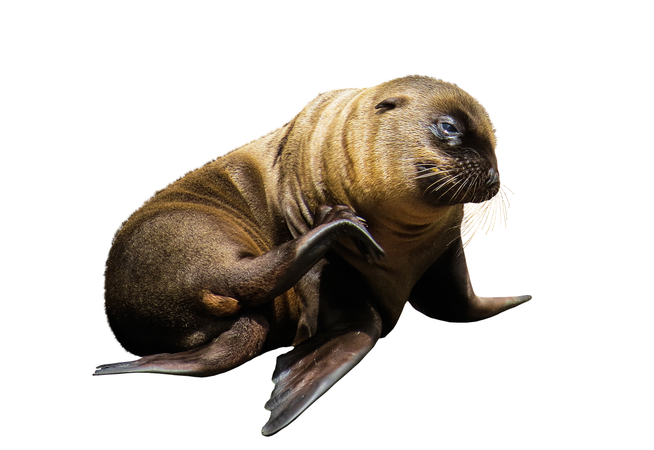 animal sea lion a young sea lion free photo