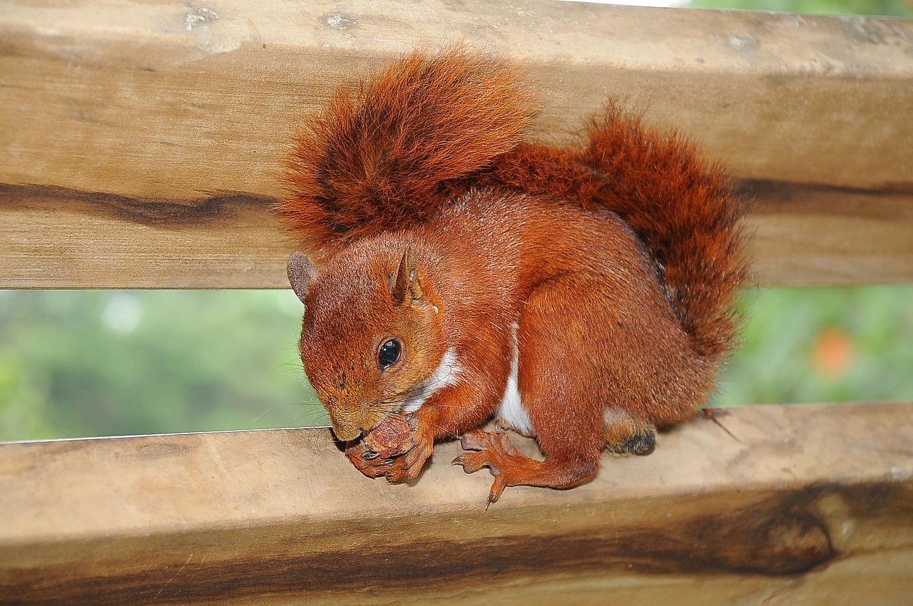 animal squirrel nature free photo