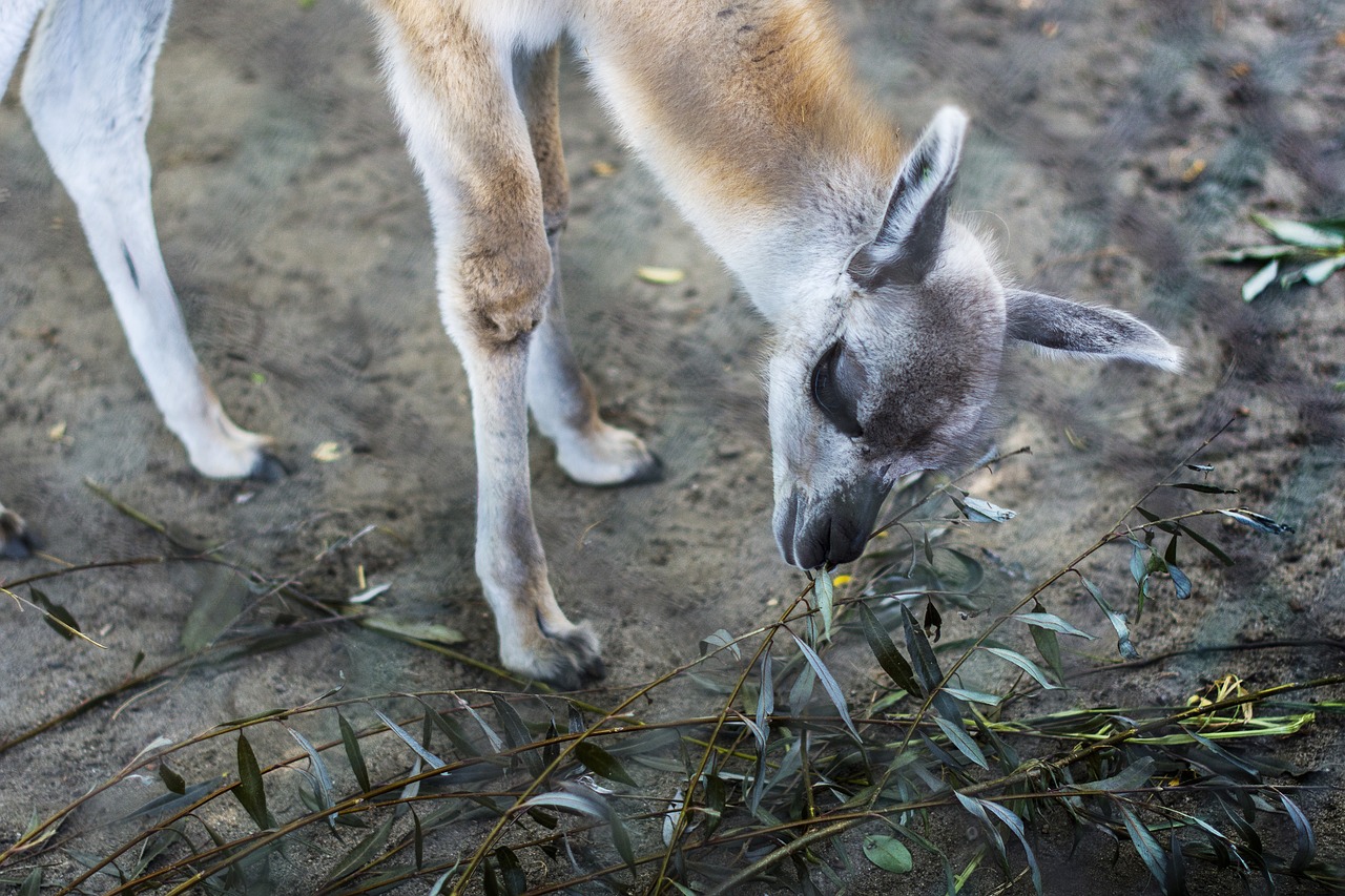 animal their eating free photo